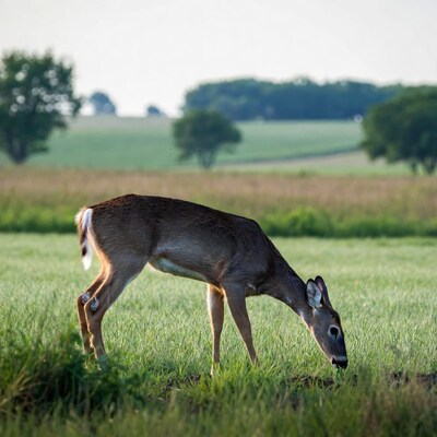 Doe grazing in green field