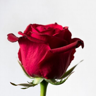 Red Rose on White Background