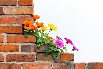 Colorful flowers growing from brick wall