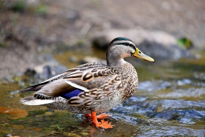 Mallard duck standing in shallow water