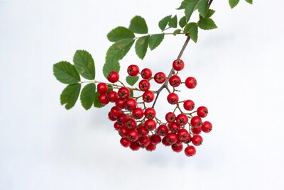 Red Mountain Ash Berries with Leaves