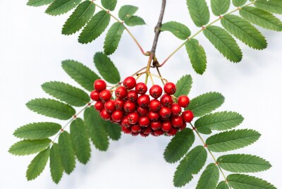 Red Mountain Ash Berries with Leaves