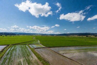 Aerial View of Rice Paddy Fields