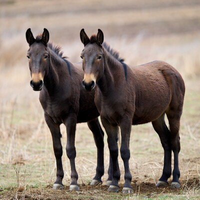 Two Brown Donkeys Standing in Field