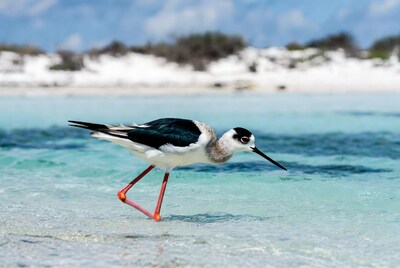 Black-necked Stilt wading in shallow water