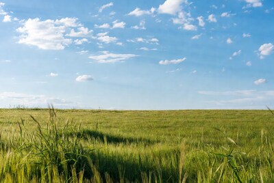 Green wheat field under blue sky