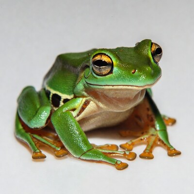 Green Tree Frog on white background