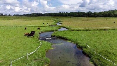 Cows grazing by stream in green pasture