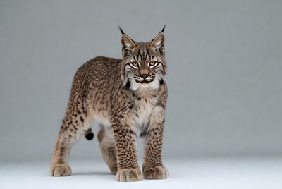 Bobcat standing on gray background