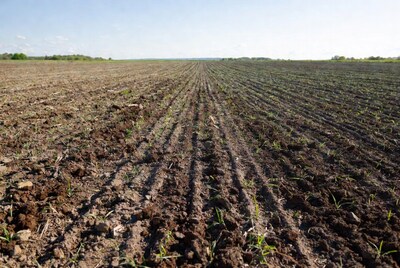 Newly planted field with rows of sprouts