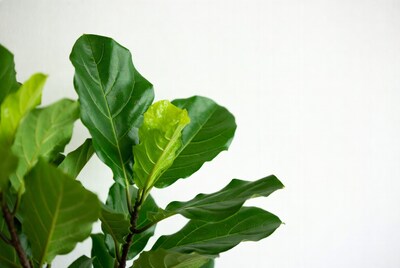 Fiddle Leaf Fig Leaves