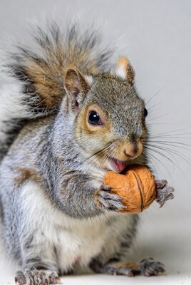 Squirrel eating walnut