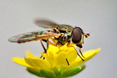 Hoverfly on yellow flower