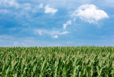 Corn Field Under Blue Sky