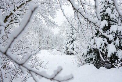 Snowy Forest with Frosted Trees