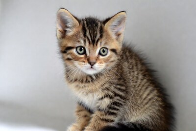 Cute tabby kitten with green eyes