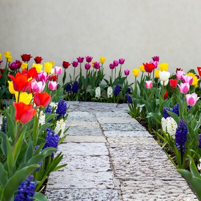 Colorful Tulips and Hyacinths Along Stone Path