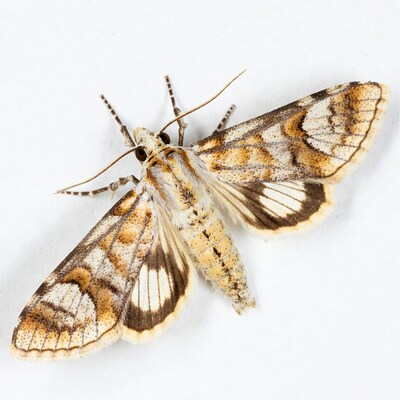 Brown Moth with White Wings on White Background