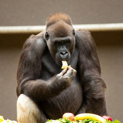 Gorilla eating vegetables and fruits