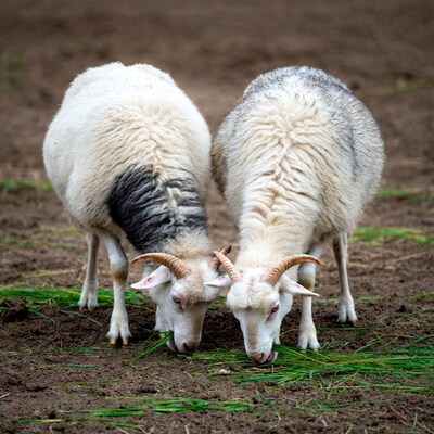 Two goats eating grass