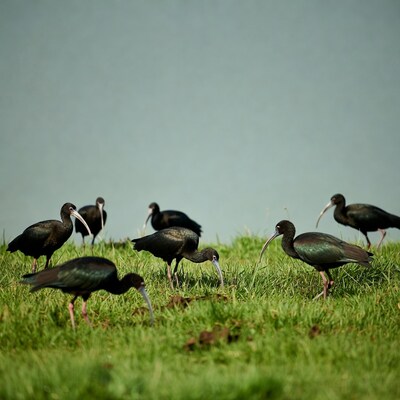 Group of Glossy Ibises foraging in grass
