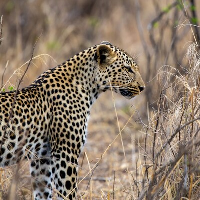 Leopard standing in dry grass