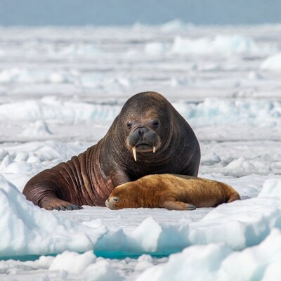 Walrus mother with pup on ice