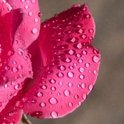 Pink Rose with Dew Drops