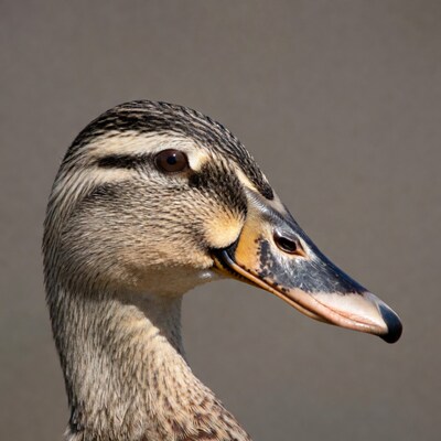 Mallard Duck Profile Portrait