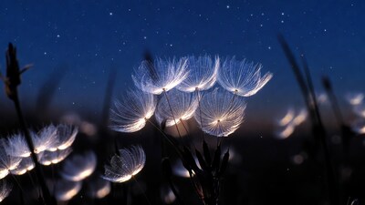 Glowing dandelion seeds at night