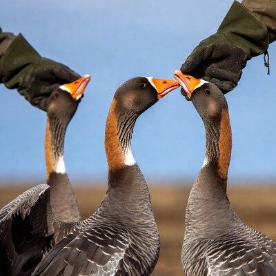 Man feeding three geese outdoors