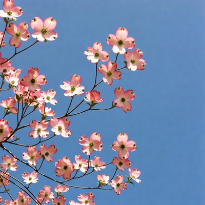 Pink Dogwood Flowers Against Blue Sky