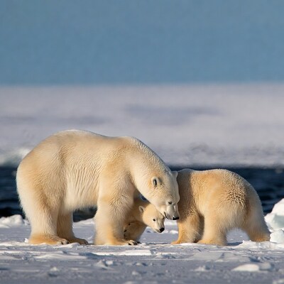 Mother polar bear with cubs on ice