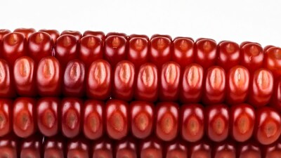 Red Corn Cob on White Background