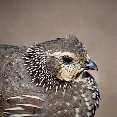 Closeup of California Quail