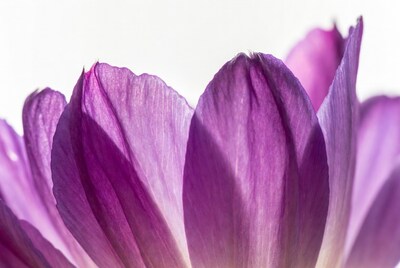 Purple Flower Petals Close-Up