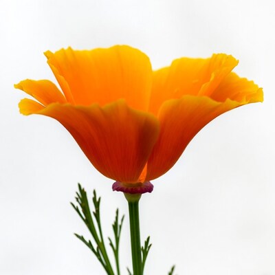 Orange California Poppy Flower