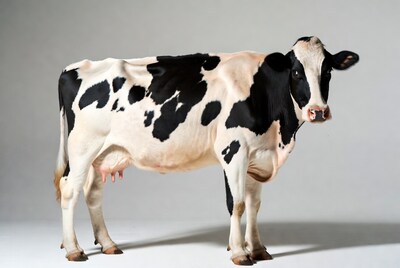Holstein Cow Standing on Gray Background