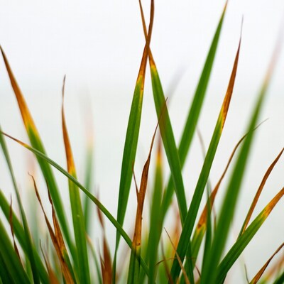 Green and brown grass blades