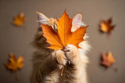 Orange cat holding maple leaf