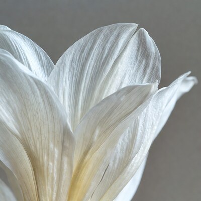 White Lily Flower Closeup