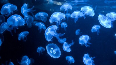 Glowing Blue Jellyfish in Dark Water