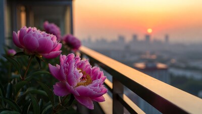 Pink Peonies on Balcony at Sunset