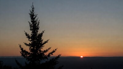 Silhouetted Pine Tree at Sunset