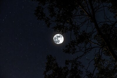 Full Moon Behind Tree Branches