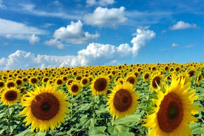 Sunflower Field Under Blue Sky
