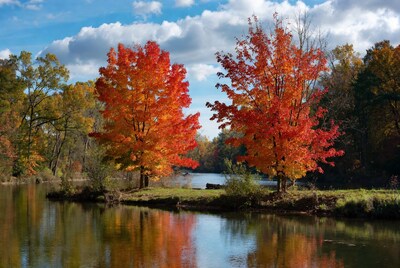 Red Maple Trees by Lake