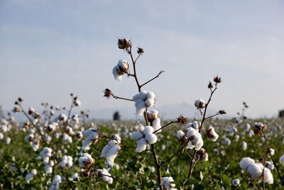 Cotton field with white bolls