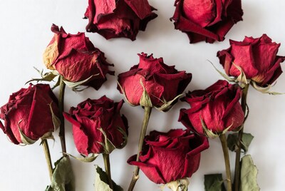 Dried Red Roses on White Background