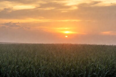 Sunset over cornfield